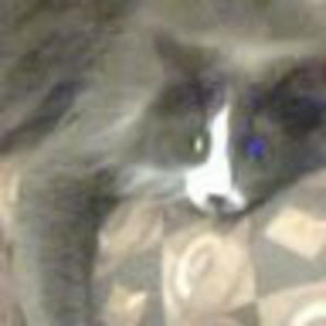 Meet your Posher, Jeanine